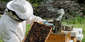 Recommendations for starting a beekeeping business and profit calculation
